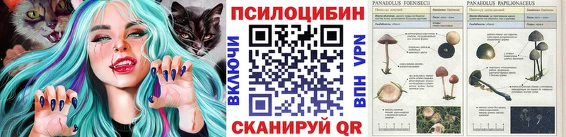 KRAKEN зеркало  Завитинск  Псилоцибиновые грибы Psilocybe  купить  сайты 
